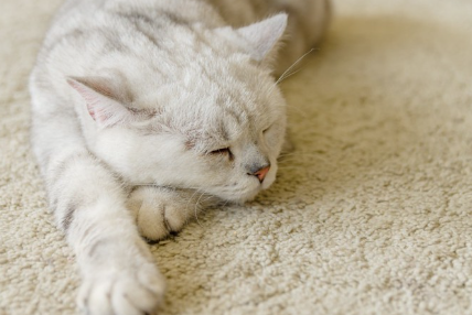 고양이가 자고 있다.