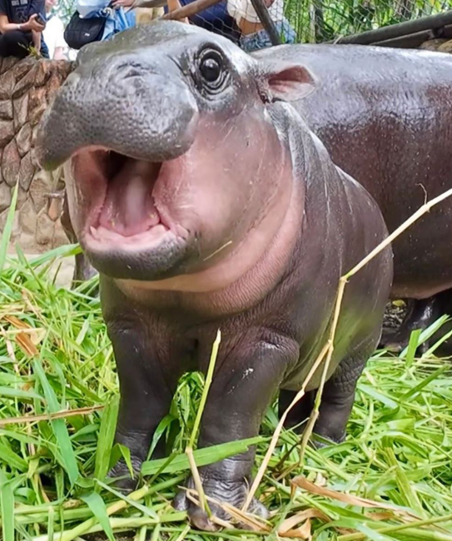 태국 아기 하마 무댕