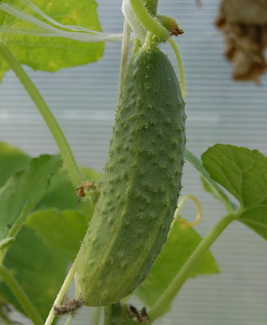 표면에 오돌토돌한 돌기가 살아있는 싱싱하고 길쭉한 초록색 오이