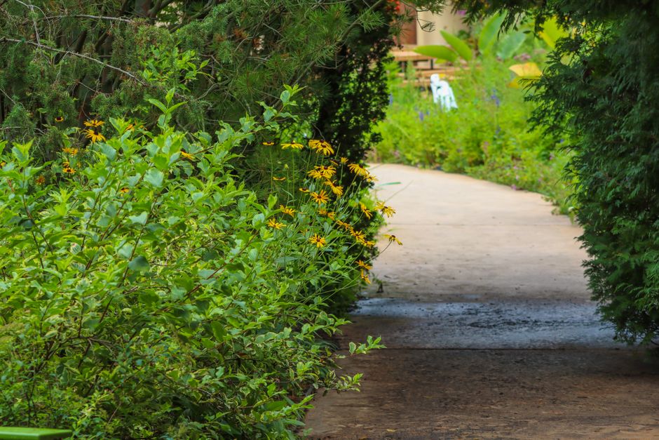 A tranquil garden pathway with vibrant green foliage and yellow wildflowers under daylight.