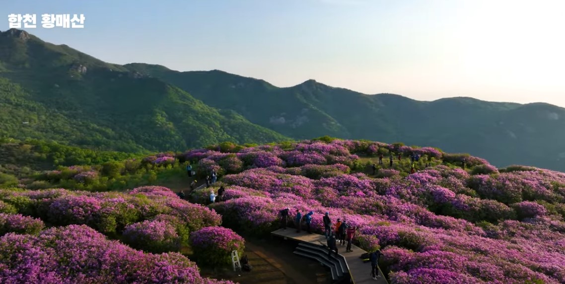 5월에 꼭 가봐야 할 적국 봄꽃 명소