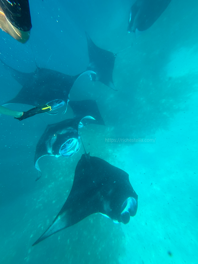 만타가오리 스노쿨링