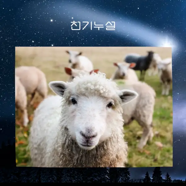 양이 나오는 꿈해몽