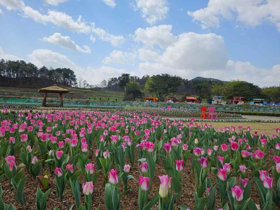 회룡포 봄나들이 축제 2026