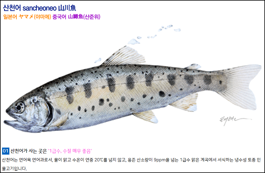 산천어 얼음낚시