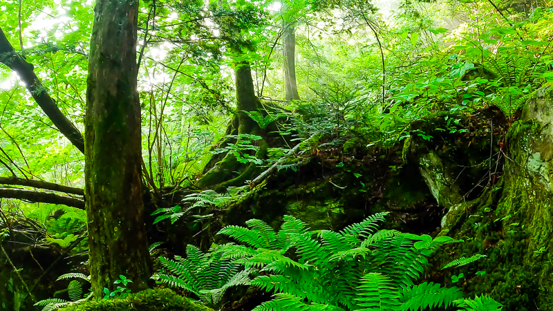 가리왕산 원시림