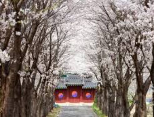화천 벚꽃