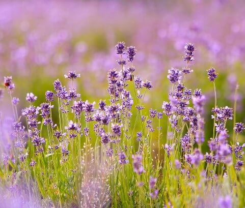  2025 고창 청농원 라벤더 축제: 보랏 빛 힐링의 계절이 돌아왔다!