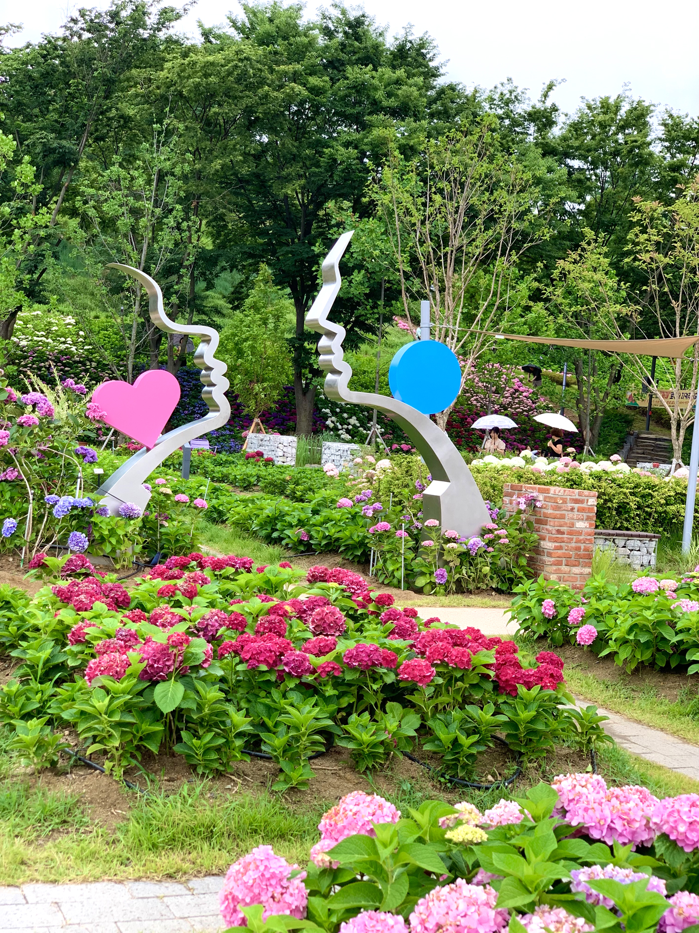 구미다온숲 수국핀 모습입니다.