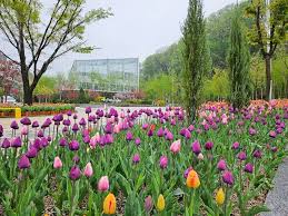 용인 자작나무숲 봄꽃 축제