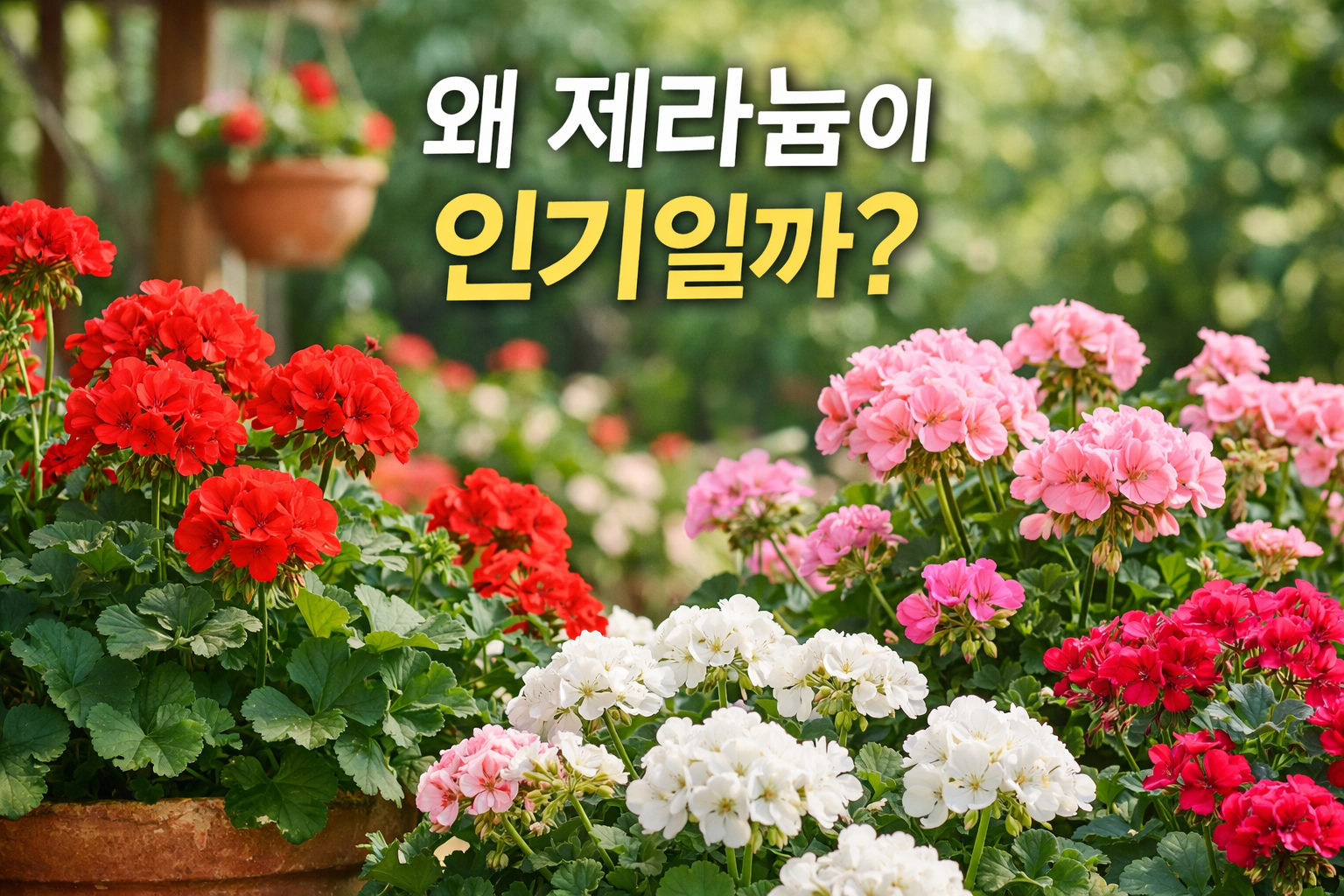제라늄 꽃말