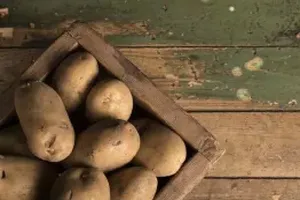감자