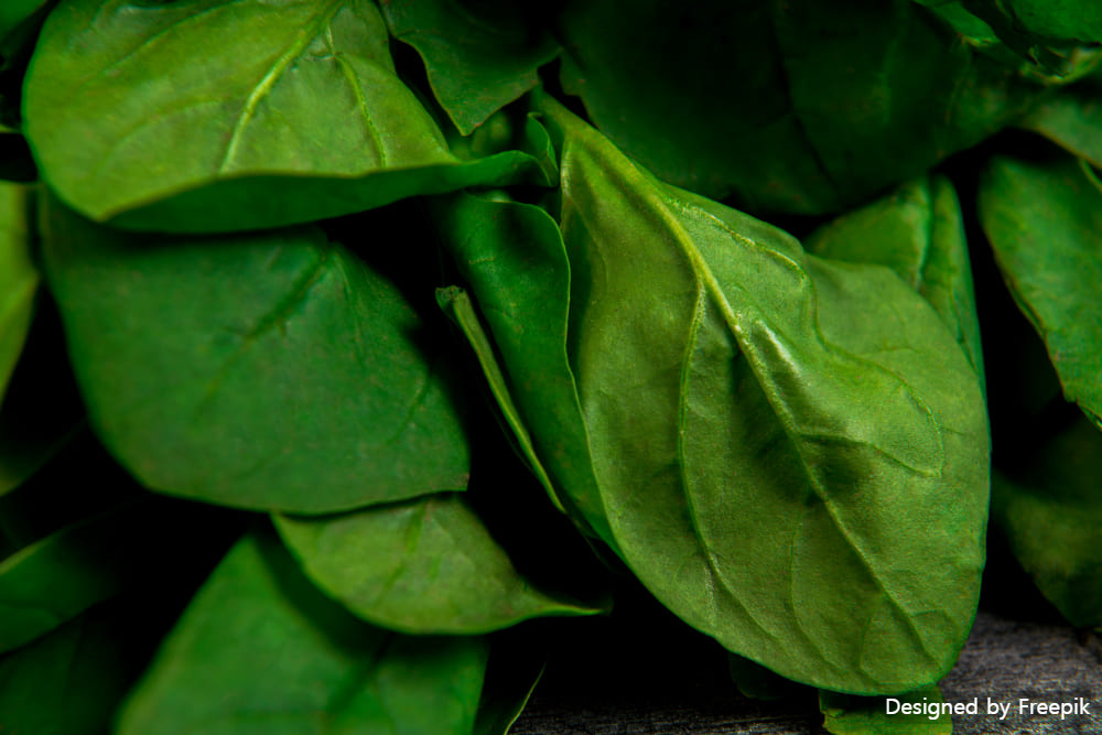 시금치 파종시기