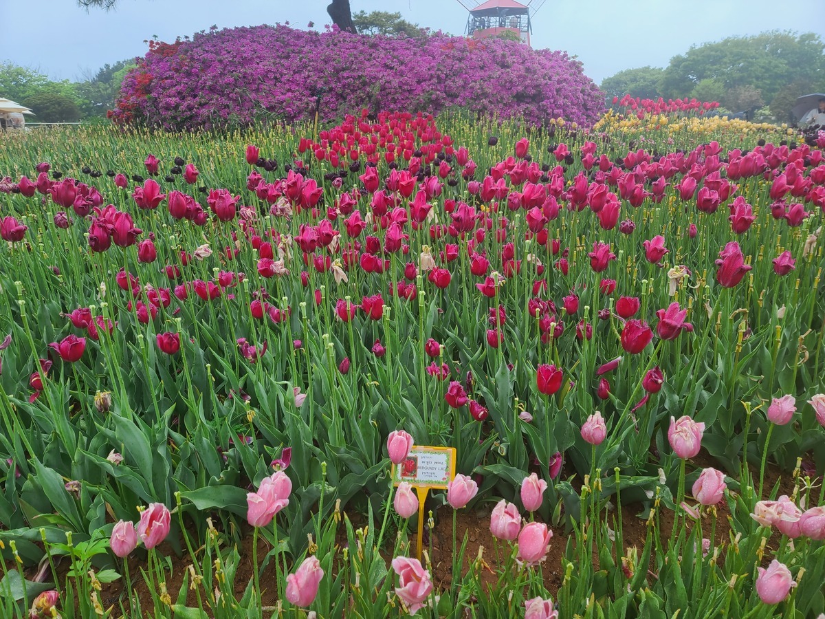 태안 튤립축제(태안 세계튤립꽃박람회) 정보 총정리