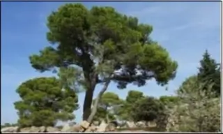 커다란 소나무꿈