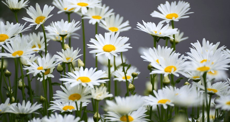 캐모마일 꽃 - 2