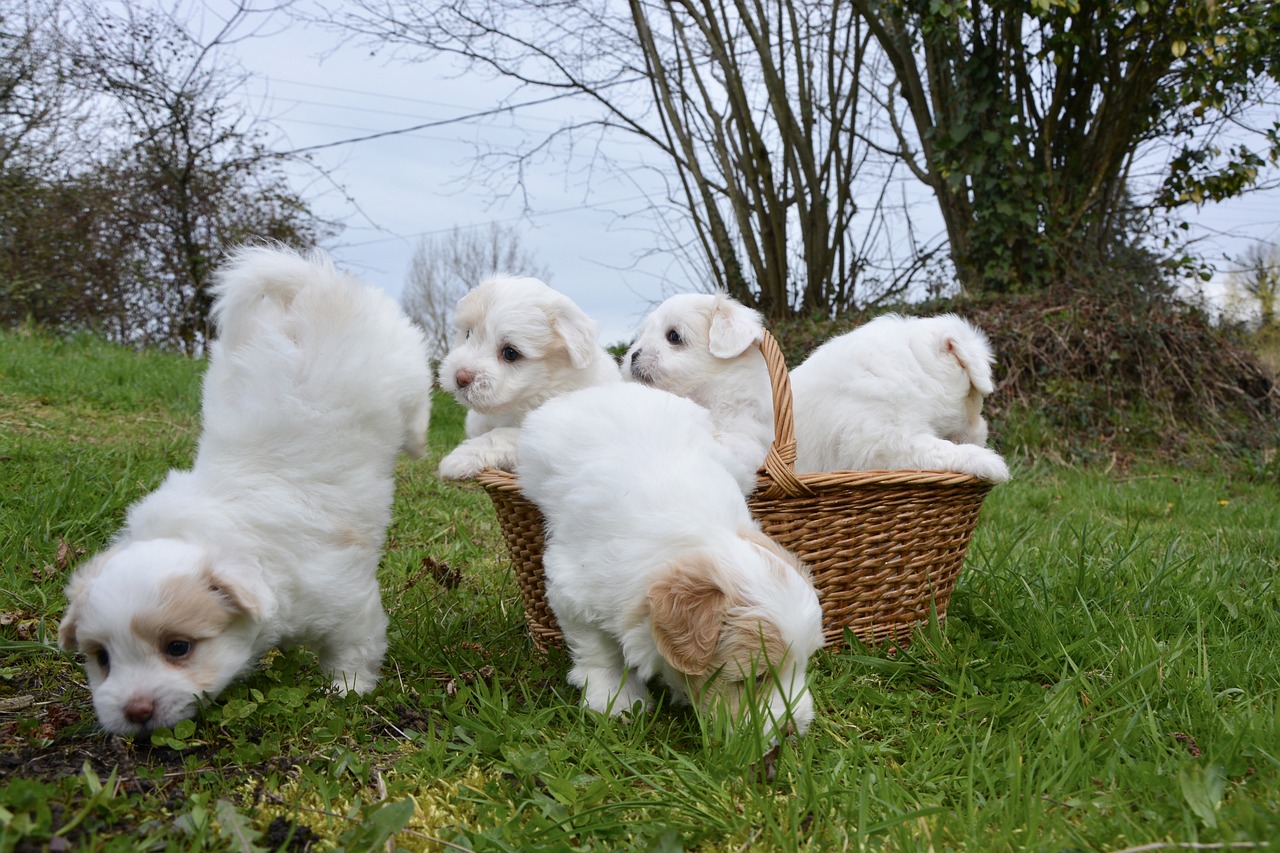 꼬똥 드 툴레아(Coton de Tulear)2