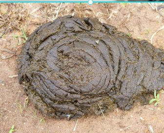 똥과 관련된 꿈종류