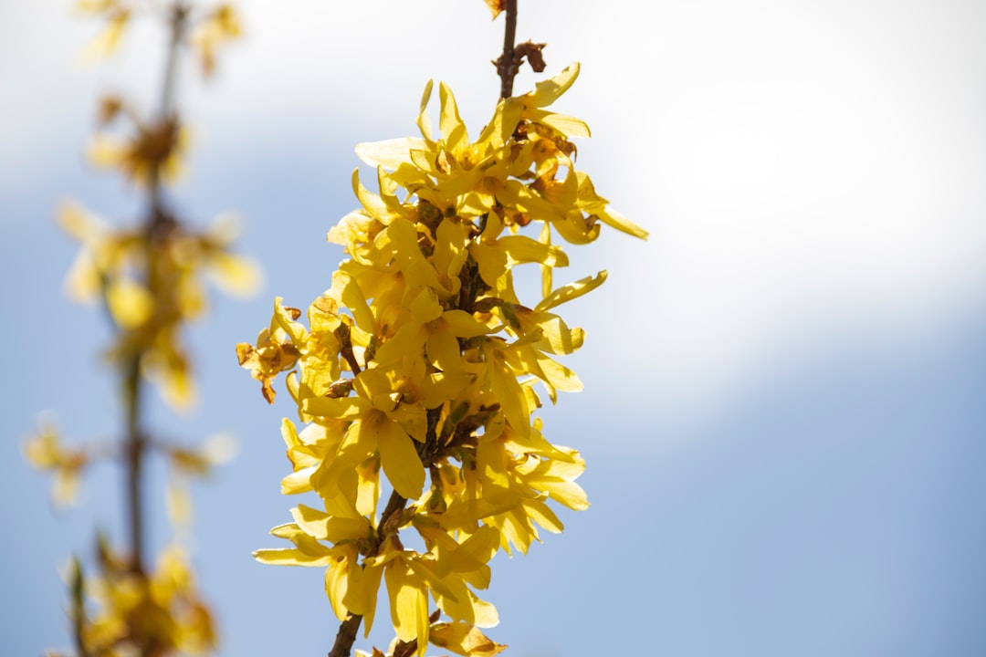 forsythia