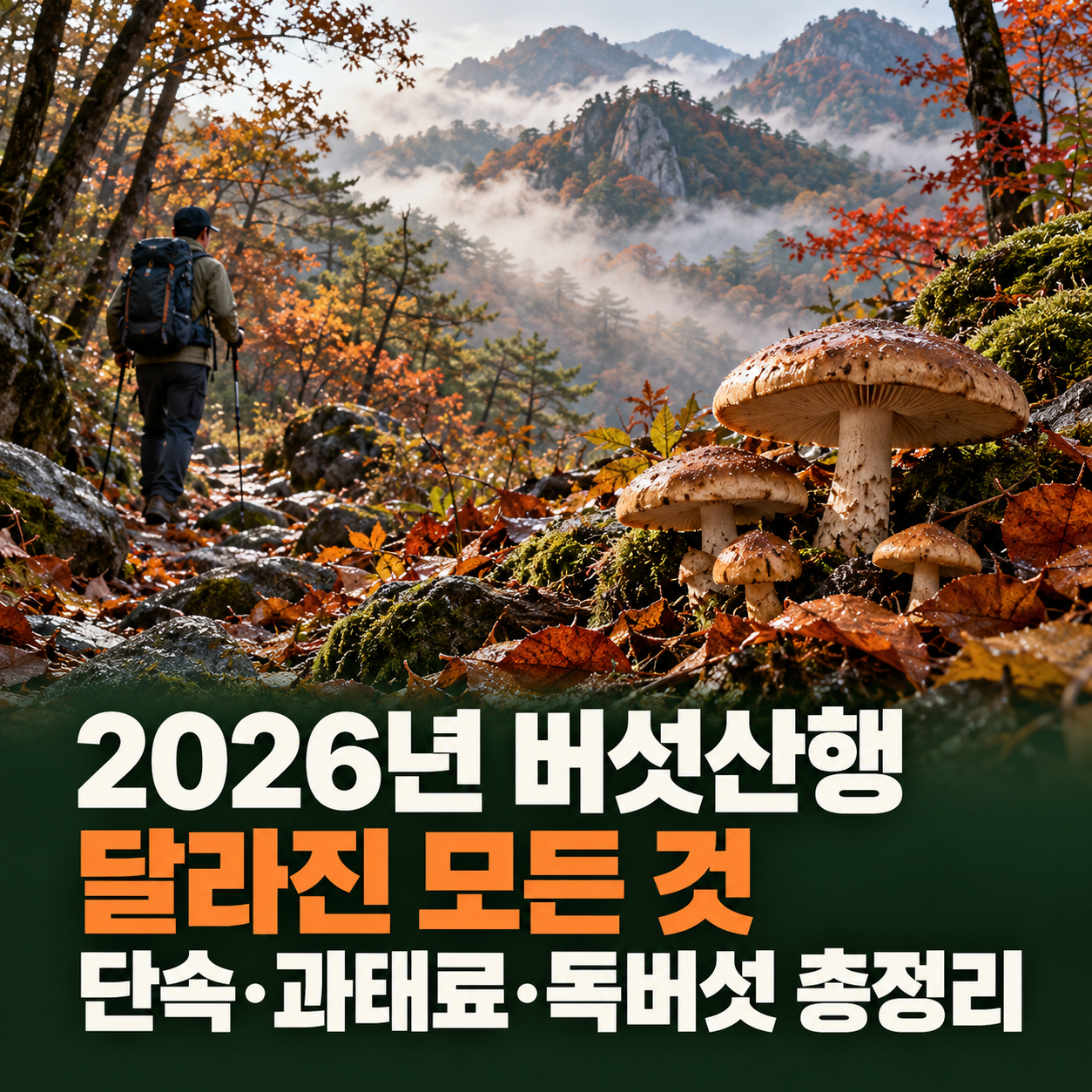2026년 버섯산행 달라진 모든 것, 단속·과태료·독버섯 총정리