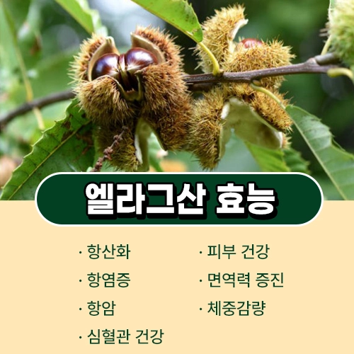 발효율피