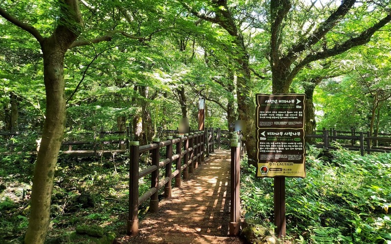 제주 비자림 완벽 가이드 코스별 소요시간·주차·입장료 총정리 - 시각 자