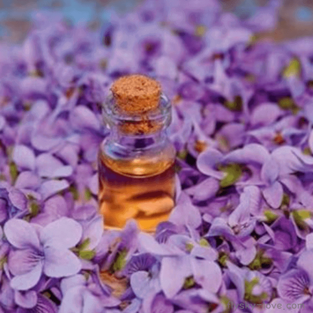 바이올렛 (Violet), 바이올렛 오일