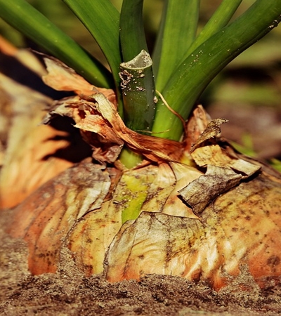 양파 효능 사진14