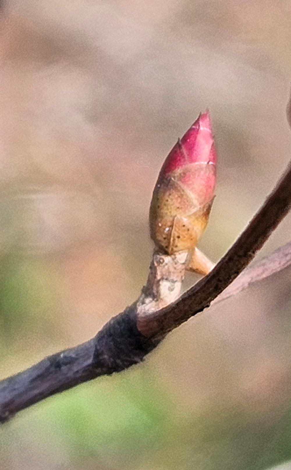 등대꽃나무 겨울눈2