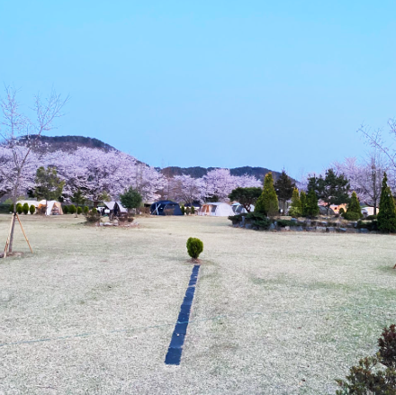 경호강그린캠프-벚꽃