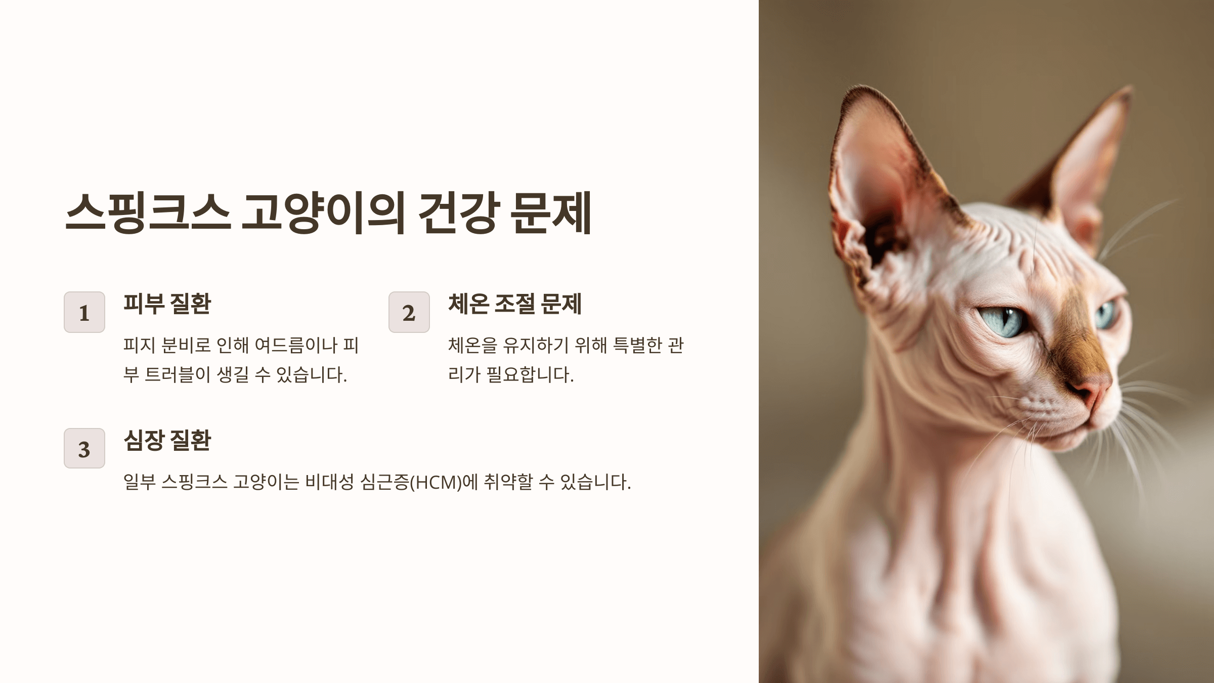 스핑크스 고양이 사진입니다.