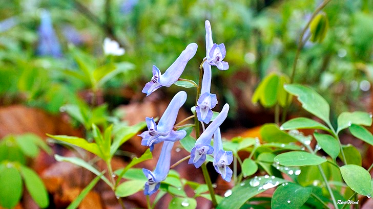 용인 동백 현호색