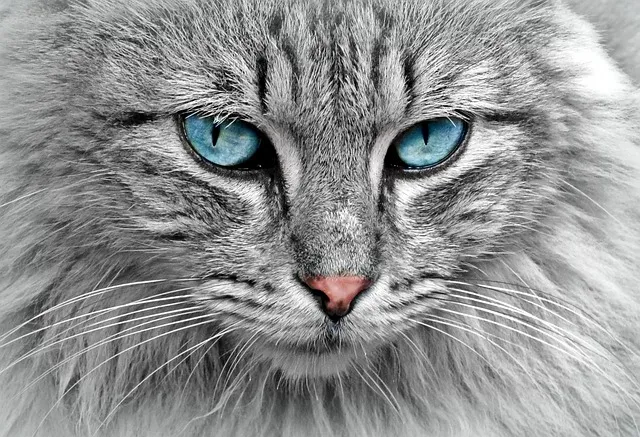 새끼 고양이 꿈 해몽