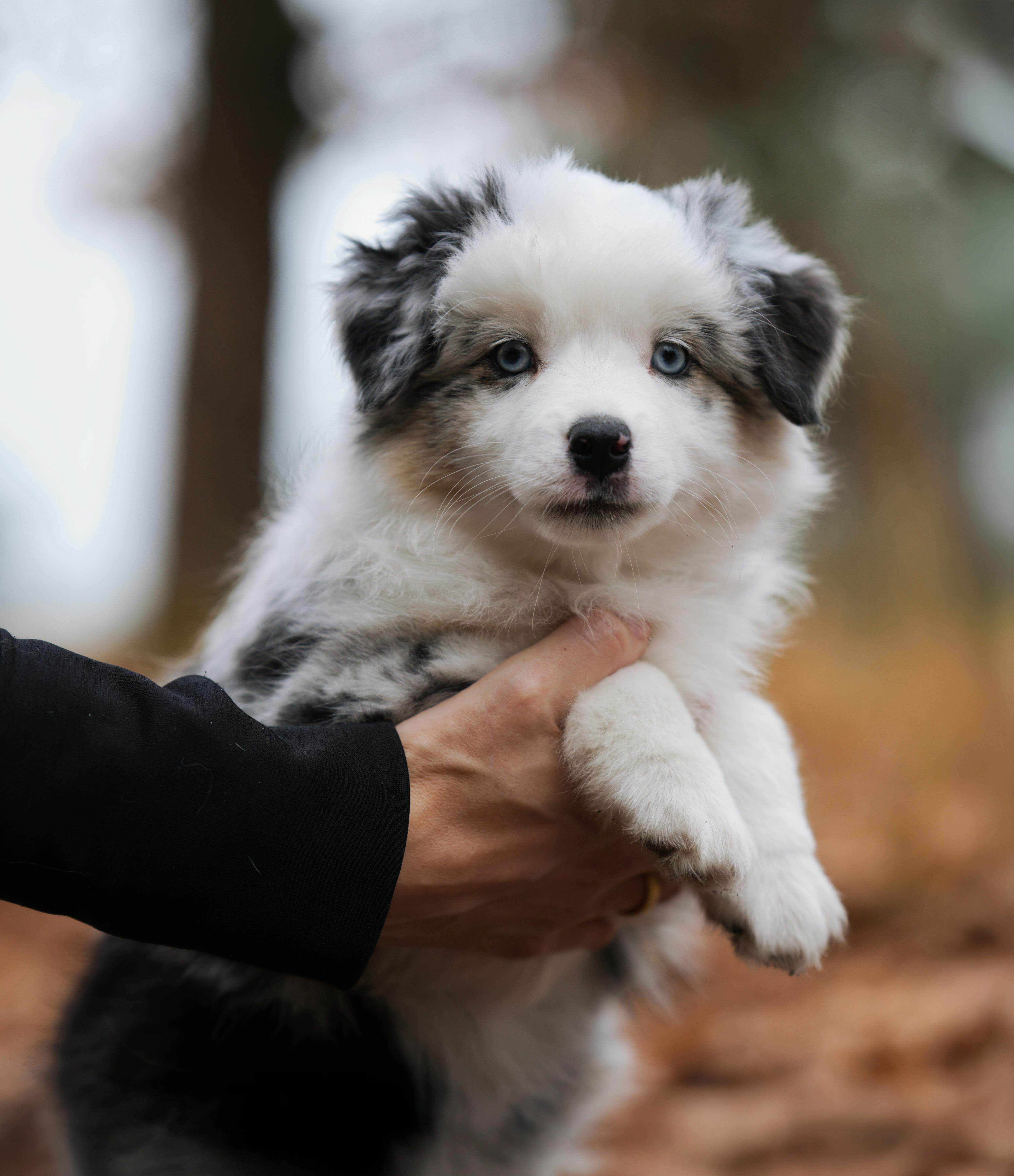 한국 야생 고양이 삵의 미토콘드리아 진화 계통 분석—동아시아 집단 간 비교 연구