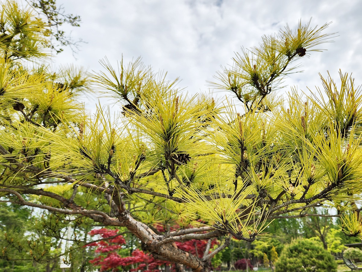 황금소나무