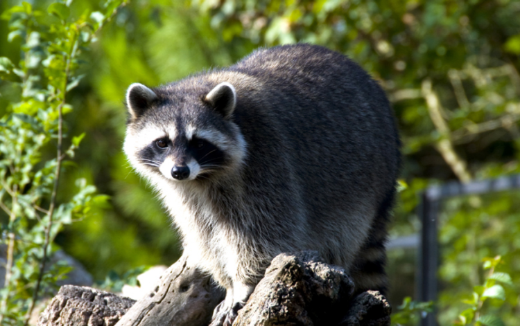 대구 네이처파크