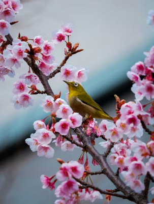 혼자만의 시간&amp;#44; 인적 드문 평일 아침 대구 숨은 벚꽃 사색 산책로 BEST 3