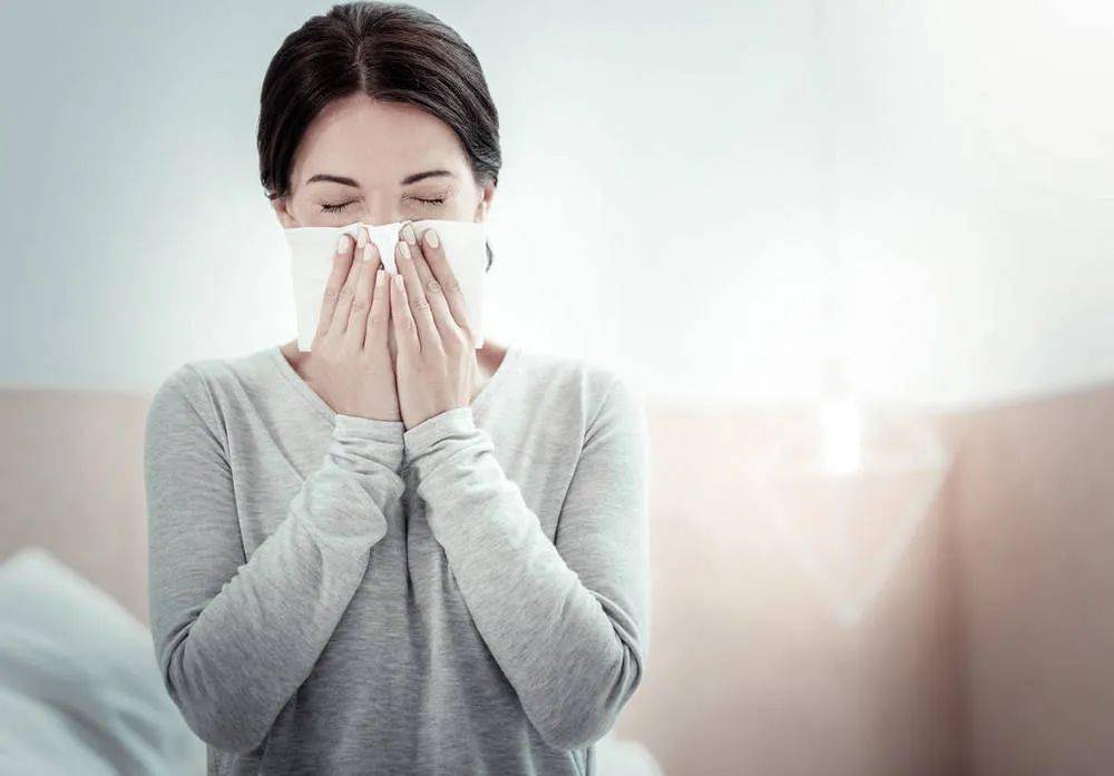 곰보배추 비염에 효과