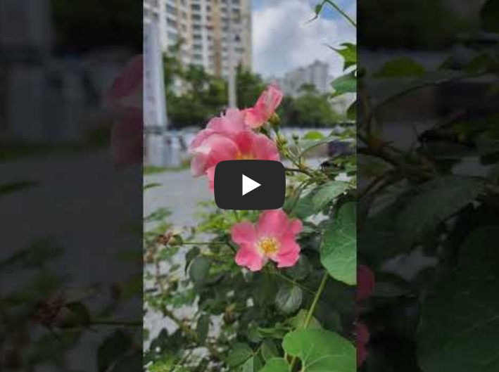 분홍찔레 여름꽃 꽃말 분홍찔레꽃말