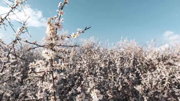 2024년 광양 매화축제 안내. 축제기간, 행사안내, 주차장, 무료셔틀