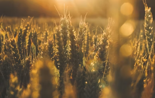 카뮤트 탈모와 당뇨에 대한 효능