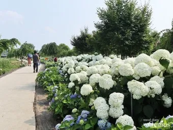 7월 축제 가볼만한 곳 베스트 10 완벽 여행 가이드_7