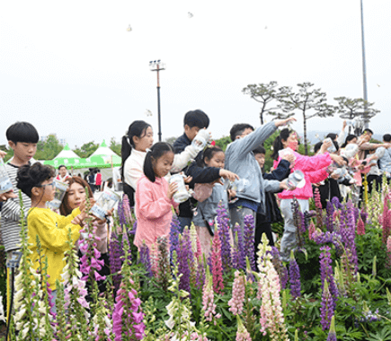 함평 나비축제