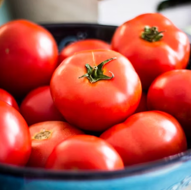토마토 효능 부작용 고르는법 칼로리