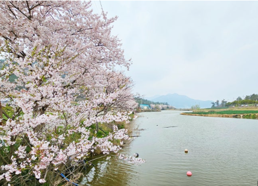 신안 벚꽃
