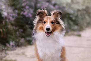 셔틀랜드 쉽독/출처:어도비스톡