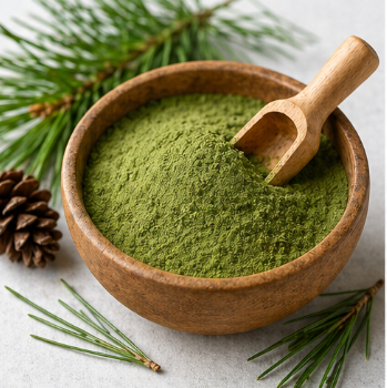 솔잎가루-효능-복용법-추천-혈당-효과