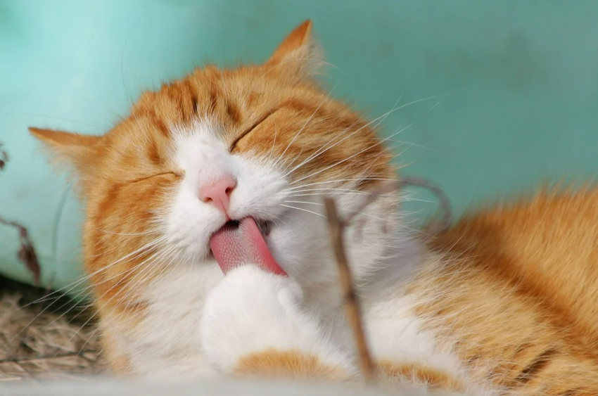 고양이