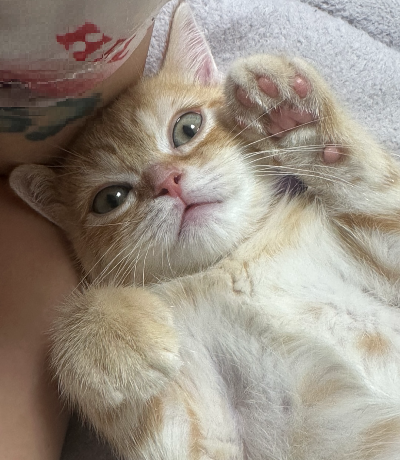 주황색 줄무늬 고양이(뽀리)가 호기심 가득한 눈으로 카메라를 똘망똘망하게 응시하는 모습. 고양이 입양 후 평생 부를 예쁘고 부르기 쉬운 이름을 고민하던 상황을 나타내는 사진.