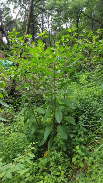 돼지감자 재배 종구 선택 배수로 만들기 수확 건조_9